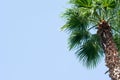 Single green coconut palm tree against blue sky. Bottom view Royalty Free Stock Photo