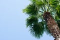 Single green coconut palm tree against blue sky. Bottom view Royalty Free Stock Photo