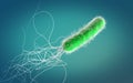 Single green colored multiple antibiotic resistant Pseudomonas aeruginosa bacterium Royalty Free Stock Photo