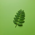 A single green compound leaf with multiple small, oval leaflets arranged alternately Royalty Free Stock Photo