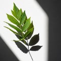 A single green compound leaf is placed on a white surface, casting a distinct shadow to the right. Royalty Free Stock Photo