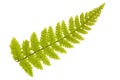 Single green fern branch Royalty Free Stock Photo