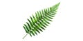 Single Green Fern Leaf Isolated on Transparent Background Royalty Free Stock Photo
