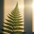 A single green fern (Polypodiopsida) is Royalty Free Stock Photo