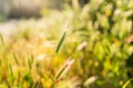 A single green foxtail grass stalk glows in golden sunlight against a blurred natural background. Royalty Free Stock Photo