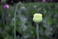 Single green fruit of poppy Royalty Free Stock Photo