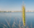 Single green golden ear triticale with a lake and sky Royalty Free Stock Photo