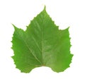 Single green grape leaf Royalty Free Stock Photo