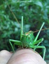 Single green grasshopper close-up Royalty Free Stock Photo