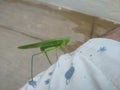 Single Green Grasshopper isolated on white background. Grasshopper insect sitting above cloth Royalty Free Stock Photo