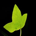 Single green ivy leaf Royalty Free Stock Photo