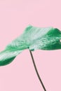 Single Green Ivy Leaf on Pink Background. Highlights Sunlight Leak. Banner Poster Template for women blogs social media. Fashion I Royalty Free Stock Photo