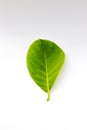 Single Green Jackfruit leaf isolated on white background Royalty Free Stock Photo