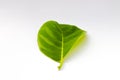 Single Green Jackfruit leaf isolated on white background Royalty Free Stock Photo