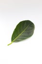 Single Green Jackfruit leaf isolated on white background Royalty Free Stock Photo