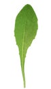 Single green leaf Royalty Free Stock Photo