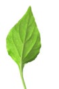 Single green leaf Royalty Free Stock Photo