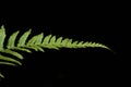Single green leaf on black background in dim lighting Royalty Free Stock Photo