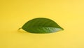 Single Green Leaf on Bright Yellow Background Royalty Free Stock Photo