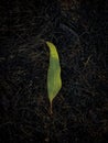 A single green leaf on the burnt black grass as a concept. And a landscape Photo