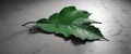 A Single Green Leaf Illuminated in Darkness on a Darkened White Surface - Generative AI Royalty Free Stock Photo