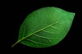 Single Green Leaf With Detailed Vein Structure Captured in Studio With Soft Lighting on Black Background in High Resolution Royalty Free Stock Photo