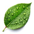 A single green leaf with dew drops, positioned on a smooth surface Royalty Free Stock Photo