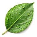 A single green leaf with dew drops, positioned on a smooth surface Royalty Free Stock Photo
