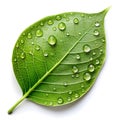 A single green leaf with dew drops, positioned on a smooth surface Royalty Free Stock Photo