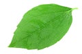 Single green leaf of jasmine Royalty Free Stock Photo