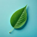 Single Green Leaf on Light Blue Background