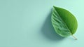 Single Green Leaf on Light Blue Grid Background with Soft Shadow Royalty Free Stock Photo