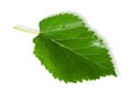 Single green leaf mulberry Royalty Free Stock Photo