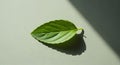 Single Green Leaf with Natural Light and Shadow Play Royalty Free Stock Photo