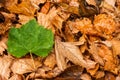 Single green leaf over dead leaves Royalty Free Stock Photo