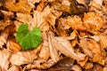 Single green leaf over dead leaves Royalty Free Stock Photo