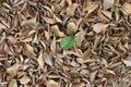 A single green leaf over dry leaves Royalty Free Stock Photo