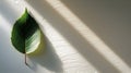 A single green leaf placed against a textured white surface. Generative AI Royalty Free Stock Photo