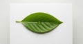 A single green leaf placed on Royalty Free Stock Photo