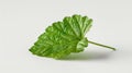 A single green leaf placed on a white background Royalty Free Stock Photo