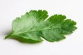 A single green leaf placed on a white surface Royalty Free Stock Photo