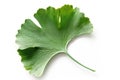 Single green leaf placed on a white surface, perfect for background or decoration Royalty Free Stock Photo