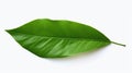 A single green leaf placed on a white surface. Suitable for various uses Royalty Free Stock Photo