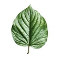 Single Green Leaf with Prominent Veins Isolated on Black Background Royalty Free Stock Photo