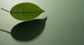 Single Green Leaf Reflection on a Smooth Surface Royalty Free Stock Photo