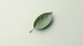 Photorealistic image of a solitary leaf on a smooth white surface, emphasizing minimalist natural elegance Royalty Free Stock Photo
