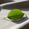 A single green leaf rests on a textured gray fabric surface. The leaf is oval-shaped with a Royalty Free Stock Photo