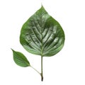 Single Green Leaf with Small Leaf and Stem on Black Background Royalty Free Stock Photo