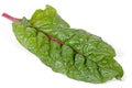 Single Green Leaf of Swiss Chard Spinach with Red Stem Royalty Free Stock Photo