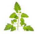 Single green leaf of tomato isolated on white background Royalty Free Stock Photo
